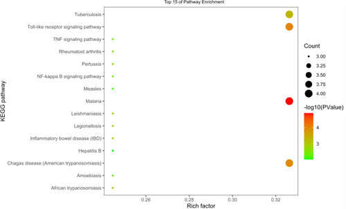 Figure 6 Top 15 pathways by KEGG analysis.