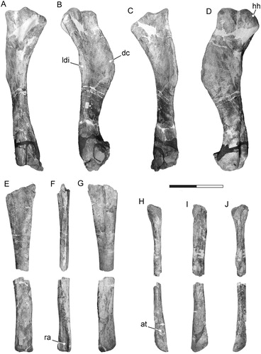 FIGURE 8. Tanius sinensis holotype forelimb elements. Left humerus (PMU 24720/22) in A, posterior, B, medial, C, anterior, and D, lateral view. Right proximal (PMU 24720/23) and distal (PMU 24720/24) sections of the ulna in E, anterior, F, medial, and G, posterior view. Right proximal (PMU 24720/25) and distal (PMU 24720/26) sections of the radius in H, anterior, I, medial, and J, posterior view. Scale bar equals 200 mm. Abbreviations: at, anterior trough; dc, deltopectoral crest; hh, humeral head; ldi, m. latissimus dorsi insertion; ra, radial articulation.