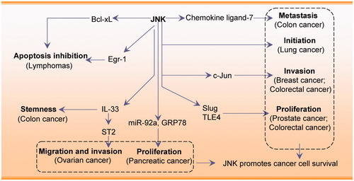 Figure 1. JNK promotes cancer cell survival by modulating cancer cell initiation, invasion, proliferation, and migration.
