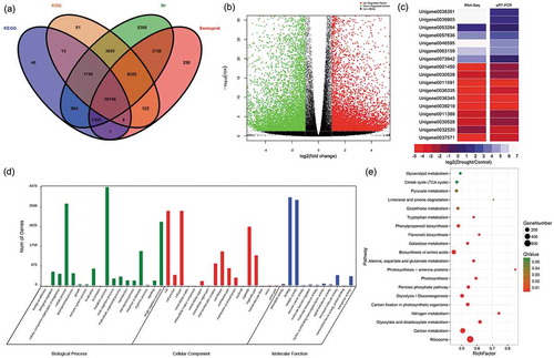 Figure 6. Annotation of unigenes, functions and validation of DEGs (a) Venn diagram of the number of unigenes annotated in four public databases. (b) Volcano plot of DEGs. The x-axis represents the log2-transformed fold change; the y-axis represents the -log10 false discovery rate, red points represent upregulated DEGs, green points represent downregulated DEGs, and black points represent non-DEGs. (c) Correlation of gene expression results obtained using RNA-Seq and quantitative real-time polymerase chain reaction (qRT-PCR) analysis. Correlation assay performed for 18 DEGs with a log2 ratio of 21.00 or S-1.00. FDR, false discovery rate; FC, fold change. (d) Gene Ontology (GO) enrichment classification of differentially expressed genes (DEGs). (e) Pathway functional enrichment of DEGs. The x axis represents the enrichment factor, the y axis represents the pathway name, and the color indicates the q-value, with a lower q-value indicating more significant enrichment and the point size indicating the DEG number.