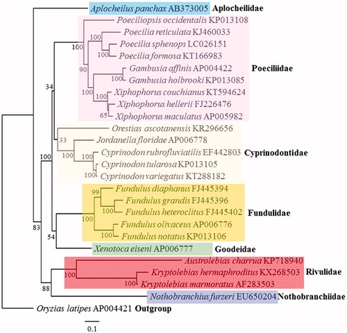 Figure 1. Phylogenetic analysis. We compared the mitochondrial genomes of 25 cyprinodontiform fishes. Thirteen protein-coding genes of each mt genomes were aligned by ClustalW and edited manually. Maximum likelihood (ML) analysis was performed by Raxml 8.2.8 (http://sco.h-its.org/exelixis/software.html) with GTR + Gamma + I nucleotide substitution model. The rapid bootstrap analysis was conducted with 10,000 replications with 48 threads running in parallel and the bootstrap value was on the clade. Outgroup was Japanese medaka (Oryzias latipes).