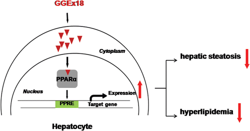 Figure 7.  Possible mechanism of Gyeongshingangjeehwan 18 (GGEx18) to inhibit hepatic steatosis and hyperlipidemia. GGEx18 may activate PPARα target genes responsible for fatty acid oxidation in the livers of obese mice, leading to decreased hepatic steatosis, hypertriglyceridemia, and hypercholesterolemia.