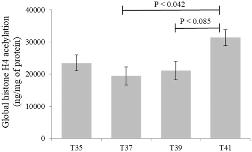 Figure 7. Global histone H4 acetylation levels in C2C12 cells in culture under thermal stress at 35, 37, 39 and 41 °C. Data presented as lsmean ± sem. A Statistical difference compared between temperature groups (p < 0.05).