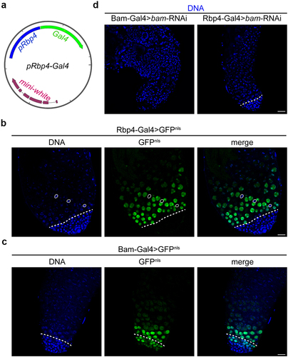 Figure 2. Rbp4-Gal4 drives transgene expression in spermatocytes but not spermatogonia. (a) Map of the Rbp4-Gal4 plasmid. Blue indicates the Rbp4 promoter, green indicates the Gal4 coding sequence, and red indicates the mini-white gene (selection marker). (b) Images of Hoechst (DNA) and Rbp4-Gal4-driven GFPnls in a Drosophila testis. The dashed line indicates the spermatogonia-to-spermatocyte transition. Example cyst-cell nuclei are outlined. (c) Images of Hoechst (DNA) and Bam-Gal4-driven GFPnls in a Drosophila testis. The dashed line indicates the spermatogonia-to-spermatocyte transition. (d) Images of Hoechst (DNA) in Bam-Gal4>bam-RNAi and Rbp4-Gal4>bam-RNAi testes. Note that chromatin is compact and cells are small throughout Bam-Gal4>bam-RNAi testes, indicative of spermatogonia, while the majority of cells present in Rbp4-Gal4>bam-RNAi testes are larger and exhibit tri-lobed chromatin (paired bivalents), characteristic of spermatocytes. The dashed line indicates the spermatogonia-to-spermatocyte transition. Bars, 20 µm. See also Figure S1.