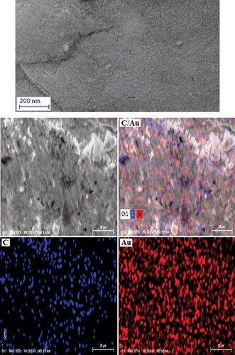 Figure 7. SEM image of Au@O. Gum NPs with its elemental mapping.