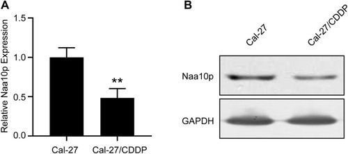 Figure 2 Naa10p expression in CDDP-resistant OSCC cells. (A) qPCR was performed to analyze Naa10p expression in CDDP-resistant cells and control cells. **P < 0.01. (B) Western blot was performed to analyze Naa10p expression in CDDP-resistant cells and control cells.