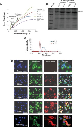 Figure 2 Stability and in vitro internalization efficacy of ceramic NCs.Notes: (A) The differential scanning calorimetry curve showed modification in the melting point and the enthalpy of melting of NCs. (B) Sodium dodecyl sulfate–polyacrylamide gel electrophoresis showed the stability of NC-encapsulated Fe-bLf at varying pH (2–8). (C) It was observed using dynamic light scattering that alginate layer was shed off from ACSC-Fe-bLf NCs at alkaline pH to expose the CSC-Fe-bLf NCs. (D) Confocal microscopy confirmed successful internalization of rhodamine-labeled NCs in 1 hour, which was found to increase with time. (E) Flow cytometric analysis shows an increase in the internalization of rhodamine-loaded CSC-Fe-bLf NCs compared to void CSC NCs. (F) NCs enter the cells mainly via clathrin-mediated endocytosis and energy-mediated pathways. (G) 3.3 mg/mL of Fe-bLf loaded in NCs induced a 130-fold reduction in the size of multicellular tumor spheroids at 72 hours and 96 hours. Data represent mean ± standard error of the mean. Experiments were repeated three times independently with similar results. *P<0.05; **P<0.005; ***P≤0.0005.Abbreviations: ACSC, alginate-enclosed chitosan-coated calcium phosphate; CSC, chitosan-coated calcium phosphate; DAPI, 4′,6-diamidino-2-phenylindole; Fe-bLf, iron-saturated bovine lactoferrin; LRP, low-density lipoprotein receptor; m/w, molecular weight; NCs, nanocapsules/nanocarriers; TfR, transferrin receptor.