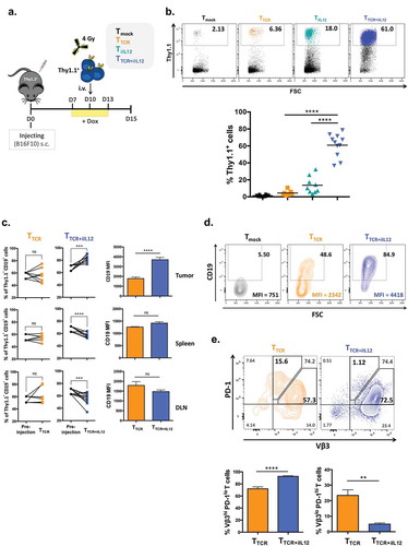 Figure 2. Temporal induction of IL-12 in TCR-engineered T cells increases the numbers of T cells in the tumor and prevents PD-1 upregulation.(a) Experimental setup. C57BL/6 female mice (Thy1.2+) were inoculated subcutaneously with 5 × 105 B16 melanoma cells. 10 days later, mice were sublethally irradiated with 4Gy TBI 3-4hrs prior receiving intravenous injection of 2 × 106 T cells (Thy1.1+) that were transduced with TRP2-TCR (TTCR), Tet-IL-12 (TiIL-12), TRP2-TCR + Tet-IL-12 (TTCR+iIL-12), or mock-transduced T cells (Tmock). All mice received Dox (2mg/ml) in drinking water 2–3 days prior receiving T cell infusion and kept on Dox water for another 3 days. Tumors, spleens and lymph nodes were harvested on day 5 after the adoptive transfer and analyzed by flow cytometry. (b) Representative dot plots showing the percentage of transferred cells (Thy1.1+) (top) and pooled summary data (bottom). Cells were pre-gated on live-singlet lymphocytes. Symbols represent individual mice and bars indicate group averages. P values: TTCR versus TTCR+iIL-12 transduced cells and TiIL-12 versus TTCR+iIL-12 transduced cells; p < 0.0001. (c) Relative accumulation of TCR-expressing cells (CD19+) in tumor, spleen and draining lymph nodes (DLN) 5 days post T cell transfer. Cells were pre-gated on live-singlet transferred Thy1.1+ T cells. Data shown are cumulative results from at least two independent experiments. P values for the frequency of TCR+ cells: TTCR versus pre-injection in the tumor, spleen and DLN; p > 0.05, TTCR+iIL-12 versus pre-injection in the tumor; p = 0.0010, spleen; p = 0.0020 and DLN; p = 0.0049. P values for CD19 MFI: TTCR versus TTCR+iIL-12 in the tumor; p < 0.0001, spleen and DLN; p > 0.05. Symbols represent individual mice (TTCR, n = 8 and TTCR+iIL-12, n = 11). (d) Representative flow cytometry plots depicting the percentage of TCR-expressing cells (CD19+) and mean fluorescence intensity (MFI) of CD19 within the adoptively transferred Thy1.1+ T cells. Cells were pre-gated on live-singlet lymphocytes. (e) Representative flow cytometry plots depicting PD-1 staining profile of TCR-expressing cells (Vβ3+) in the tumor which divided them into two populations: Vβ3hi PD-1lo and Vβ3lo PD-1hi T cells (top) and bar charts representing summary data pooled from two independent experiments (bottom). P values: percentage of Vβ3hi PD-1lo T cells in TTCR versus TTCR+iIL-12; p < 0.0001, percentage of Vβ3lo PD-1hi T cells in TTCR versus TTCR+iIL-12; p = 0.0011.