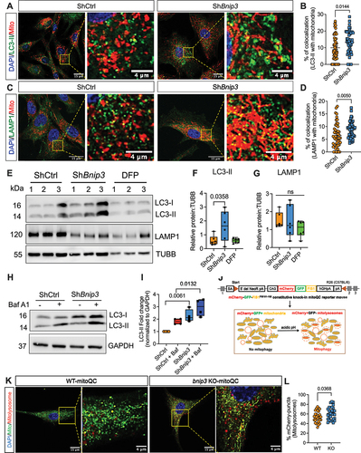 Figure 2. Loss of BNIP3 induces NP cell mitophagy. Immunofluorescence staining for (A, B) LC3 and comparable colocalization of LC3 puncta with mitochondria. (C, D) Immunofluorescence staining for LAMP1 and comparable colocalization of LAMP1 with mitochondria in ShBnip3 #1 and ShCtrl transduced cells. Z-stack images of 50 cells per group. Scale bar: 15 and 4 μm. (E) Western blot and densitometric quantification (F, G) of LC3 and LAMP1 in ShBnip3 #1, ShCtrl transduced NP cells and DFP treated cells. (H, I) Western blot analysis of ShCtrl and ShBnip3 transduced cells cultured under hypoxia with or without bafilomycin A1. (J) Schematic of mCherry-GFP-FIS1 knockin mitoQC mouse. The knockin was achieved by using a neomycin resistant CAG (cytomegalovirus early enhancer-chicken ACTB) promoter that included hGHpA (human growth hormone poly A). (K, L) Representative confocal images and quantification of mCherry-positive mitolysosmes of WT-mitoQC and bnip3-KO-mitoQC mouse NP cells. DAPI stained nuclei are shown in blue. Z-stack images of 30 cells per group. Scale bar: 15 and 4 μm. Western blot data represent 4–6 independent experiments. Statistical significance was determined using t-test (B, D) or Mann-Whitney test (L) or One-way ANOVA (F, G, I) with Sidaks’s post hoc test as appropriate.