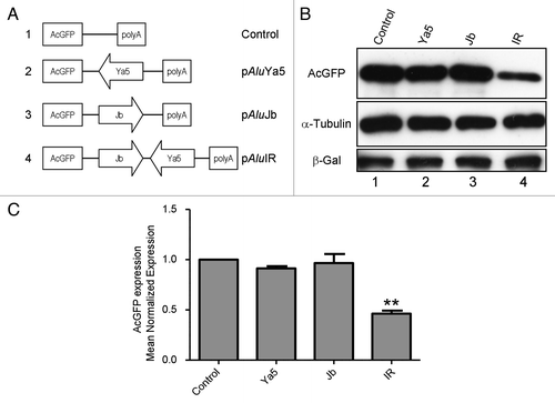 Figure 1. Expression of an AcGFP reporter gene is inhibited by 3′-UTR-located inverted Alu repeats . (A) Schematic representation of AcGFP expression constructs. The AcGFP gene of all constructs is expressed from the CMV promoter. (B) western blot analysis of total AcGFP protein shows significantly reduced AcGFP protein levels in 293 cells transfected by an AcGFP expression construct with 3′-UTR inverted Alus (lane 4) relative to cells transfected with an AcGFP control (lane 1). The expression level of AcGFP protein was determined by western blot 48 h post-transfection and normalized to that of β-galactosidase as a transfection control and to α-tubulin as a loading control. Figures are representative of five independent experiments. **p = 0.0031, paired t-test. (C) Bar graph densitometry of western blot bands expressed in arbitrary units. Data are expressed as mean normalized expression, using β-galactosidase and α-tubulin, and are presented as means ± s.e.m. of five independent experiments. The value obtained from the control vector, pAcGFP1-C1, was set to 1. Quantification of images was done by scanning densitometry with NIH Image J 1.54 software (National Institutes of Health, Bethesda, MD, USA).