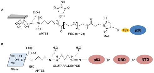 Figure 1 Immobilization strategies of peptide and proteins to the tip or substrate. (A) p28 is bound to the amino-silanized tip via a PEG crosslinker. (B) p53, or alternatively its DBD or NTD, is immobilized on glass slides via a chemical platform involving sequentially linked amino-silane and glutaraldehyde, thus targeting aminic groups of lysine residues exposed on the protein surfaces (see Materials and methods section for details).Abbreviations: APTES, 3-aminopropyl-triethoxysilane; DBD, DNA-binding domain; MAL, maleimide; NTD, N-terminal domain; PEG, polyethylene glycol.