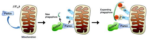 Figure 1. Model of Parkin-mediated mitochondrial clearance. Upon loss of mitochondrial membrane potential (Δψm) Parkin translocates to the mitochondria in a PINK1-dependent manner. After translocation, Parkin ubiquitinates outer mitochondrial membrane proteins. In addition, Parkin recruits Ambra1, which induces perimitochondrial nucleation of new phagophores through its effect on class III PtdIns3K. The expanding phagophore then associates with LC3, which tethers the phagophore to the ubiquitinated mitochondria via p62 or other receptor proteins. Ub, ubiquitin.