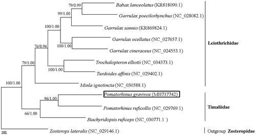 Figure 1. Phylogenetic tree of the relationships among Timaliidae and Leiothrichidae. Branches received bootstrap support for maximum parsimony (BP, left) and Bayesian posterior probabilities (BPP, right).