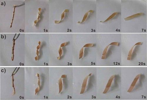 Figure 13. Evolution of (a) EFeZn25 at 45 °C, (b) EFeZn25H40 at 45 °C and (c) EFeZn25H40 at 60 °C from a temporary spiral to permanent linear shape.