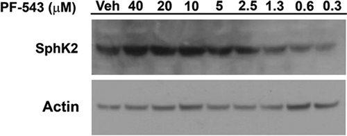 Figure 5. Determination of the IC50 of Target Engagement of SphK2 by PF-543 using the IsoThermal Dose Response Fingerprint (ITDRF) Assay. A representative western blot of HEK293 cells over-expressing FLAG-SphK2 where cells were incubated with the indicated concentrations of (3: PF-543) and DMSO for 24 hrs. ITDRF assays were performed at 63.0°C as detailed in the Materials and Methods and analyzed by western blot detection of SphK2 using the appropriate primary antibody. Actin was included as a loading control.