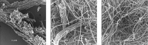 Figure 3. The SEM images of: (a) BBF-R, (b) BBF-A, (c) BBF-B (after sixth bleaching).