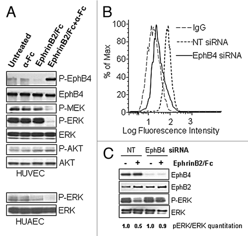Figure 1. Activation of EphB4 by EphrinB2-Fc treatment attenuates ERK activation in HUVEC. (A) HUVECs were either untreated (-) or treated with or without EphrinB2-Fc in the presence or absence of goat anti-human Fc IgG (α-Fc) as indicated for 20 min in EGM-2 complete growth medium. Phosphorylated ERK (P-ERK) and total ERK, phosphorylated AKT (P-AKT) and total AKT, phosphorylated MEK (P-MEK) were probed directly by Western Blot while phosphorylated EphB4 (P-EphB4) and total EphB4 were probed by Western Blot following EphB4 immunoprecipitation. HUAEC cells were either untreated (-) or treated with or without EphrinB2-Fc in the presence or absence of goat anti-human Fc IgG (α-Fc) as indicated for 20 min in EGM-2 complete growth medium. Cell lysates were subjected to Western Blot for P-ERK and total ERK analysis. (B) HUVECs were transfected with either non-targeted (Ctrl) or EphB4 siRNA. Three days post-transfection, cells were analyzed by flow cytometry for EphrinB2-Fc binding. (C) EphB4 and Ctrl siRNA transfected cells were treated with clustered EphrinB2-Fc for 20 min. Whole cell lysates were immunoblotted for EphB4, EphB2, pERK and total ERK.