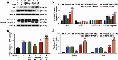 Figure 4. Up-regulation of miR-421-3p reversed the regulation of apoptosis-related proteins and inflammatory factors in OGD/R-modeled cells by overexpressed ZFAS1.