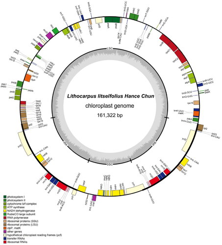 Figure 3. The circular map of L. litseifolius chloroplast genome. Genes with different functions are shown in different colors. Genes shown on the outside and inside of the circle are transcribed clockwise and counterclockwise, respectively. The grey circle inside represents the GC content. The SSC and LSC regions are separated by IRs (IRA and IRB).
