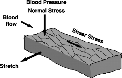 Figure 1.  Schematic diagram showing the generation of shear stress (parallel to the endothelial cell surface) by blood flow and the generation of normal stress (perpendicular to the endothelial cell surface) and circumferential stretch due to the action of pressure. Reproduced with permission from Chien Citation11.
