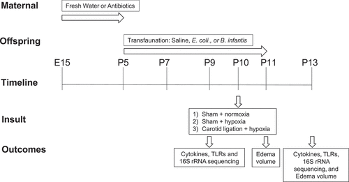 Figure 13. Time line of the experiments and experimental groups. The study groups are formed by a combination of two experimental factors: 1) microbial manipulation (fresh water, saline, E.Coli, B. infantis) and 2) hypoxia (normoxia, hypoxia, carotid ligation + hypoxia), at 2 time points. Each group had the same outcome measures, listed in the bottom row.