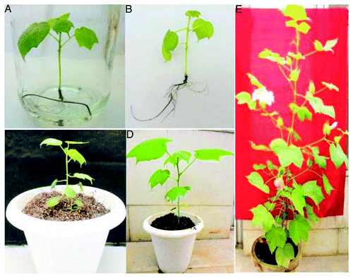 Figure 3. Root development of elongated plantlets and acclimatization. (A) Root hardening on liquid media. (B) Shoot and root elongated plantlet. (C–E) Acclimatization in greenhouse.