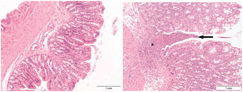 Figure 10. Presence of ulceration of colon mucosa (arrow, right image) of a rat treated with 128 mg/kg b.w. of Cu2CO3(OH)2 NPs for five consecutive days. Note severe inflammation (asterisk) and loss of colon epithelium above the area of inflammation. The autopsy was conducted at day 6, 1 day after the last Cu2CO3(OH)2 NP administration. The left image is of the colon of a vehicle treated control animal.