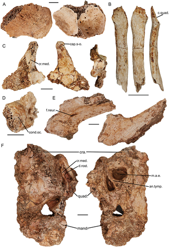 Figure A3. Additional skull specimens of Genyornis newtoni: A. NMV P256893, partial dorsal calvaria in dorsal and ventral views; B. SAMA P53830 jugal arch, right side, medial, lateral, and dorsal views; C. SAMA P53830, right quadrate; D. SAMA P53830 partial condylus occipitalis and occipital region of the cranium; E. SAMA P59520, ramus mandibulae, pars symphysialis, right side, dorsal and ventral views; F. SAMA P59520, partial left lateral cranium in medial (left) and lateral (right) views. Annotations: an.tymp., annulus tympanicus; c. quad, condylus quadratica; cap.s-o., capitulum squamoso-otica; cond.oc., condylus occipitalis; cr.med., crista medialis; cra., cranium; d.rost., depressio rostromedialis; m.a.e., osseous meatus acusticus externus; mand., mandible; quad., quadrate. Scale bars: 10 mm.