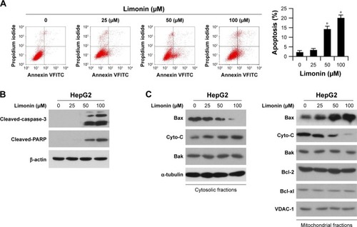 Figure 4 Limonin induced cell apoptosis in HepG2 cells.