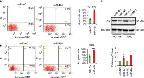 Figure 2 miR-424 induces apoptosis and enhances p53 expression in CRC cells.Notes: (A, B) Annexin V assay of apoptosis. HCT116 and RKO cells were transfected with miR-424 mimic or miR-NC for 72 hours and stained with Annexin V and propidium iodide. Both early and late apoptotic cells are combined for analysis. The values are shown as mean ± SD of three independent experiments. (C) Western blotting analysis for p53 in miR-424- or miR-NC-transfected HCT116 and RKO cells for 72 hours using GAPDH as a loading control. *P<0.05; **P<0.01; ***P<0.001.Abbreviations: FITC, fluorescein isothiocyanate; GAPDH, glyceraldehyde 3-phosphate dehydrogenase; miR-NC, negative control miRNA; PI, propidium iodide.