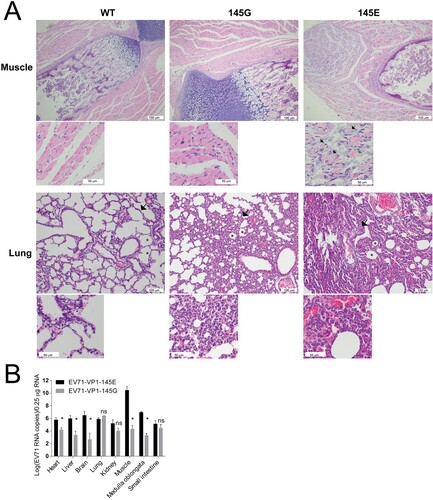 Figure 6. Pathology of EV71-infected mice. (A) ICR mice were infected with EV71-VP1.145E and EV71-VP1.145G as described above. Mice were sacrificed on day 5 post infection when the sickness of mice matched the third clinical graded score (see material and methods). Different tissues were fixed and paraffin-embedded sections were performed haematoxylin and eosin (H&E) staining. White scale bars are shown. In the muscle tissue, the black arrows indicate the myolysis; the green arrow indicates cells without complete myolysis. In the Lung tissue, the arrows indicate widened alveolar septum; the asterisks indicate diminished alveolar spaces. (B) Tissue tropism of EV71. Viral RNAs in different tissues were quantified by quantitative real-time PCR (Mean ± SD, n = 5) (*P < 0.05; two-tailed, unpaired t-test).