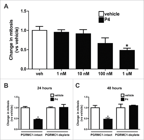 Figure 3. PGRMC1 mediates the anti-proliferative effect that progesterone (P4) exerts in MDA cells. (A) Dose response curve showing change in cells undergoing mitosis following 24 hours of treatment with vehicle or the indicated concentrations of P4. (B, C) After 24–48 hours of treatment, PGRMC1-intact cells display a reduction in mitosis in response to P4 (1 μM). PGRMC1-deplete cells do not display this reduction in mitosis in response to P4. *p < 0.05 compared with vehicle control, n = 3.