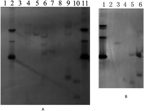 Figure 2. Southern blot analysis of the transgenic plants. (A) lane 1, WT Nicotiana bethamiana; lane 2, plasmid with BrERF11b gene; lane 3, WT N, tabacum variety K326; lane 4, BLine25; lane 5, KLine13; lane 6, BLine26; lane 7, Kline12 (DNA in lanes 1 to 7 was digested by EcoR I); lane 8, WT Nicotiana bethamiana; lane 9, BLine25; lane 10, BLine26; lane 11, the plasmid with BrERF11b gene, (DNA in lanes 8 to 11 was digested by Xba I). (B) lane 1, the plasmid with BrERF11b gene; lane 2, WT N. tabacum variety K326；lane 3, KLine12; lane 4, KLine13; lane 5, KLine15; lane 6, KLine18 (DNA in lanes 1 to 6 was digested by Pst I). Note: Genomic DNA extracted from the transgenic plant using CTAB reagent was digested by restriction enzyme, and separated in an 0.8% agarose gel, and then transferred onto Hybond-N + membrane (Amerasham). Individual lanes were hybridized with dioxigenin (DIG)-11-dUTP–labeled cDNA probes specific for the segment of the BrERF11b gene (the putative open reading frame regions).