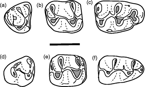 Figure 9 Potwarmus mahmoodi. Anterior is to the right. (a) PMNH 491, left M3 (reversed); (b) PMNH 479, right M2; (c) PMNH 397, right M1; (d) PMNH 410, right m3; (e) PMNH 511, right m2; (f) PMNH 515, left m1 (reversed; type). Scale bar = 1 mm.