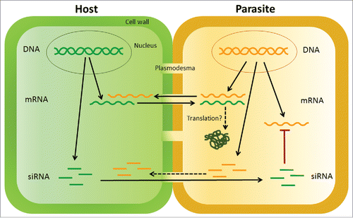 Figure 2. Schematic diagram of the types of RNA exchanges and functions that may occur between Cuscuta and its hosts. Host components are indicated in shades of green, and parasite components in yellow. Processes that have been experimentally demonstrated are indicated with solid arrows: bidirectional mRNA exchange and host-mediated silencing of parasite genes through siRNA transfer. Hypothesized processes are indicated by dashed arrows: movement of parasite siRNAs into hosts and translation of mobile transcripts. See text for discussion.
