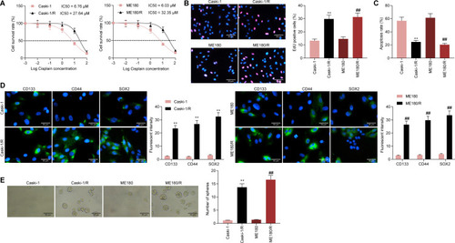 Figure 1 DDP-resistant CC cell lines are successfully induced. (A) cell survival detection by CTG kit; (B) proliferative activity of cells determined by EdU staining assay; (C) proportions of apoptotic cells evaluated by flow cytometry; (D) immunofluorescence detection of expression of stem cell markers in cells; (E) the size and number of spheres formed by cells assessed by sphere formation assay. The experiments were repeated at least three times. The data are displayed as the means ± SD of three experiments. Statistical analysis was performed utilizing the one-way (panel B, C and E) or two-way ANOVA (panel A and D) test combined with Tukey’s test. **p < 0.01 vs Caski-1 cells; ##p < 0.01 vs ME180 cells.