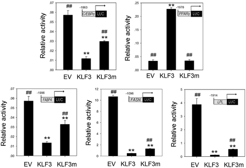 Fig. 5. Effects of KLF3 overexpression on the promoter activities of chicken C/EBPα, PPARγ, FABP4, FASN, and LPL in chicken preadipocytes.Notes: Luciferase assays were conducted in chicken preadipocytes cultured in 12-well dishes. Promoter activities are expressed as ratios of firefly/renilla luciferase activity. Asterisks indicate significant differences between the other groups and the control group, which was transfected with pCMV-myc (empty vector, EV) (*p < 0.05; **p < 0.01). The number signs indicate significant differences between the other groups and the group transfected with pCMV-myc-gKLF3 (KLF3) (#p < 0.05; ##p < 0.01). EV indicates the control group that was transfected with pCMV-myc, KLF3 indicates the group transfected with pCMV-myc-gKLF3, and KLF3m indicates the group transfected with pCMV-myc-gKLF3m.