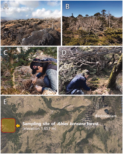 Figure 1. Soil sampling sites in Abies koreana forest (A,B) in Mt. Halla. Soil sampling from living (C) and dead A. koreana (D). Location of A. koreana forest, Jeju Island, Republic of Korea (E).