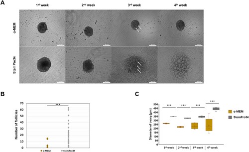 Figure 2. Evaluation of the culture basal medium conditions. (A) Representative images of ovaries at 1∼4weeks of culture in the medium indicated on the left are shown. (Scale bars 200 μm) (B) Number of follicles in ovaries generated from different basal medium. (n = 33, Experiments were performed in triplicate) (* p < 0.05, ** p < 0.01, *** p < 0.001) (C) Ovary growth in different basal medium on 1∼4weeks culture. (The box plot shows the diameters of ovary on the 1∼4weeks) (* p < 0.05, ** p < 0.01, *** p < 0.001)