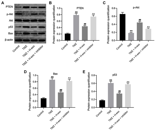 Figure 5 Exosomes derived from hypoxic glioma cells reduced TMZ sensitivity in glioma cells through inactivation of Akt signaling. (A) The protein levels of Akt, p-Akt, p53, Bax and PTEN in glioma cells were assessed by Western blot. (B–E) The relative expressions Akt, p-Akt, p53, Bax and PTEN in glioma cells were quantified by normalizing to β-actin. **P< 0.01 compared to control. ##P< 0.01 compared to TMZ. ^^P< 0.01 compared to TMZ + H-exo.