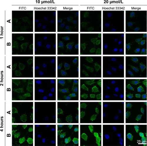 Figure 4 Confocal laser scanning microscopy images of A549 cells.Notes: After incubation with FITC-labeled PMAGP-GEM/PTX (3:1) NLCs (A) and FITC-labeled PMAGP-GEM/PTX (3:1) NAG-NLCs (B).Abbreviations: FITC, fluorescein isothiocyanate; PMAGP, poly(6-O-methacryloyl-d-galactopyranose); GEM, gemcitabine; PTX, paclitaxel; NLCs, nanostructured lipid carriers; NAG, N-acetyl-d-glucosamine.