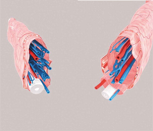 Figure 3. The 3D reconstruction images of the vessels, cord, fascias and muscle of the sperm cord based on the histological transverse sections from two different specimens. The external spermatic fascia and the cremaster constitute the outmost layer which wraps around two separate sheaths and their contents. The white tubular structure indicates the vas deferens, the blue tubular ones indicate the veins and the red ones the arteries.
