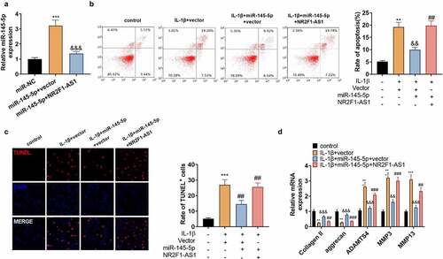 Figure 5. NR2F1-AS1 strengthened the ECM denaturation and apoptosis in human NP cells via miR-145-5p/FOXO1.