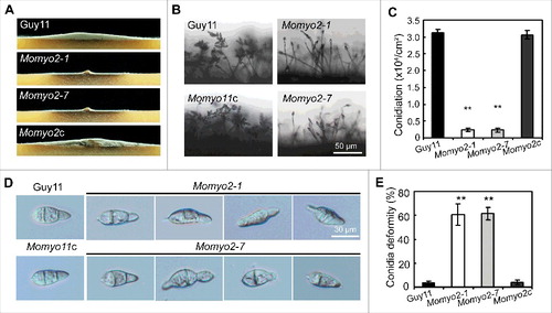 Figure 3. Effects of Momyo2 on conidiation and conidial morphology of M. oryzae. (A) Comparison of aerial hyphae growth. The indicated strains of M. oryzae were grown in constant dark condition on RDC agar plates for 7 d and then photographed. (B) Momyo2 disruption results in defects of conidiation. Conidia developed on conidiophores were examined by light microscope using strains grown on RDC medium for 7 d. Scale bar = 50 μm. (C) Analysis of conidial production. The numbers of conidia produced by strains grown on RDC medium for 14 d were statistically analyzed (p < 0.01). (D) Comparison of conidia morphology. Conidia of Guy11, Momyo2 mutants and Momyo2c were collected from 14-day-old cultures, and then imaged under light microscope. Bars = 30 μm. (E) The measurement of percentage of abnormal conidia. Conidia of Guy11, Momyo2 mutants and Momyo2c were collected from 14-day-old cultures, and the ratio of aberrant conidia was measured and statistically analyzed, respectively. Asterisks in Fig. 3C, 3E indicate significant differences. Error bar represents standard deviation.