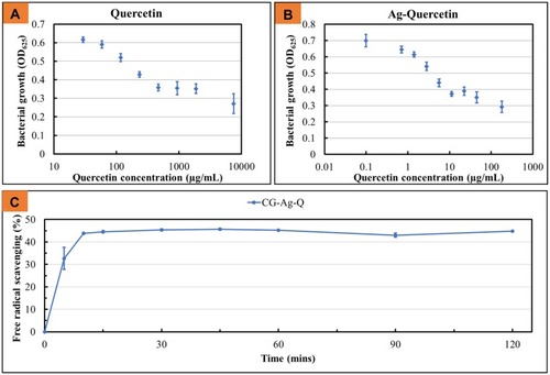 Figure 2 (A) Dose-dependent antimicrobial activity of quercetin against S. aureus; (B) Antimicrobial activity of Ag and quercetin when used in combination (data = mean ± standard error of means; n = 3); and (C) Antioxidant activity of the CG-Ag-Q (data = mean ± standard error of means; n = 3).