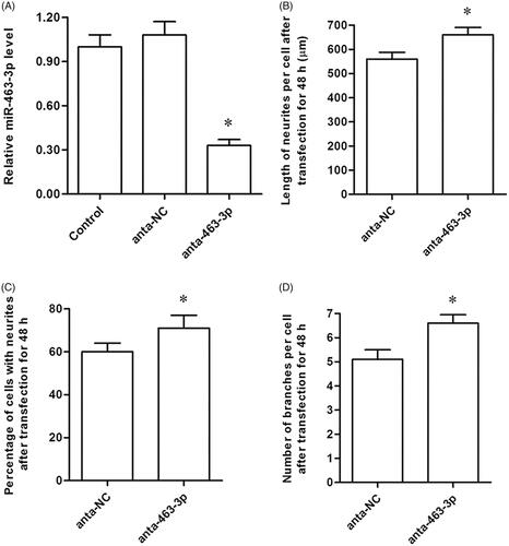 Figure 3. MiR-463-3p antagonist enhances neurite elongation and branching in vitro. The tibial nerve cells were transfected with miR-463-3p antagonist or anta-NC, respectively. (A) The level of miR-463-3p among groups. (B) The length of neurites per cell after transfection. (C) The percentage of cells with neurites among groups. (D) The number of branches per cell among groups. N = 4, *p<.05.