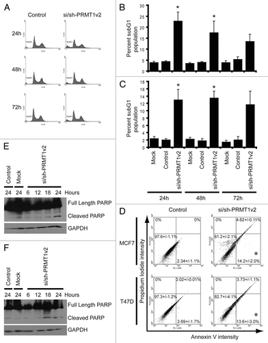 Figure 3. Depletion of PRMT1v2 induces apoptosis. Representative flow cytometric analyses of propidium iodide (PI)-stained MCF7 cells following control or si/sh-PRMT1v2 transfection at 24, 48 and 72 h (A). Percentage of subG1 population for MCF7 (B) and T47D (C) cells. Data are the mean ± standard error of five (for MCF7) and four (for T47D) independent experiments (*p < 0.05). Representative flow cytometric analyses of Annexin V and PI co-staining of MCF7 and T47D cells following control or si/sh-PRMT1v2 transfection for 24 h (D). Percentages in each quadrant represent the mean ± standard error of three independent experiments (*p < 0.05). Total protein lysates were collected from MCF7 and T47D cells that were mock and control transfected for 24 h or transfected with si/sh-PRMT1v2 for 6, 12, 18 and 24 h. Western blot analysis for the expression of PARP shows the appearance of its cleavage product in MCF7 (E) and T47D (F) cells transfected with si/sh-PRMT1v2. GAPDH was used as a loading control.