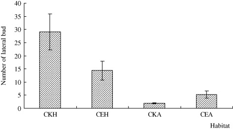 Figure 4. The number of lateral buds on H. scandens and A. philoxeroides in different habitats. CKH and CKA represent the habitats in which H. scandens or A. philoxeroides lived alone, and CE represents the habitat which H. scandens shared with A. philoxeroides. The bars in the figure stand for the Std. Errors of the replications (n=5).
