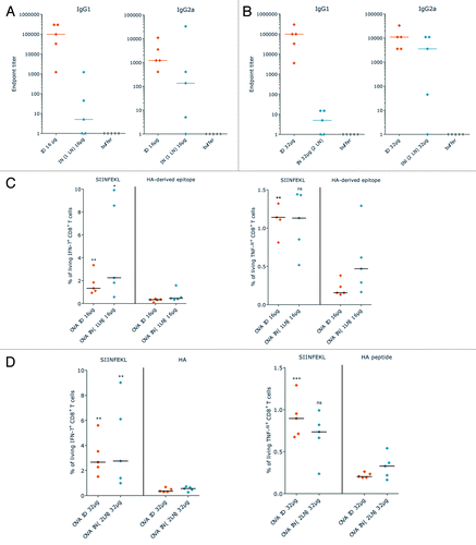 Figure 11. Intradermal vs. intranodal administration of RNActive® vaccines. Mice were vaccinated with 16 or 32 µg of RNActive® vaccine encoding ovalbumin or HA from PR8 as control either intradermally or intranodally on days 0, 3, 6, and 9. A maximum volume of 10 µl could be injected into lymph nodes, for which reason the 32 µg dose was administered to two different lymph nodes. (A and B) On day 15, serum samples were taken and IgG1 and IgG2a antibody titers against ovalbumin were determined (method described in Fotin-Mleczek et al.Citation20). (A) 16 µg dose, (B) 32 µg dose. (C and D) Splenocytes were also isolated from vaccinated mice and the frequency of IFNγ+ or TNFα+ CD8+ T cells determined by intracellular cytokine staining after stimulation with the SIINFEKL peptide from ovalbumin or HA derived epitopes as control.Citation20,Citation25 (C) 16 µg dose, (D) 32 µg dose
