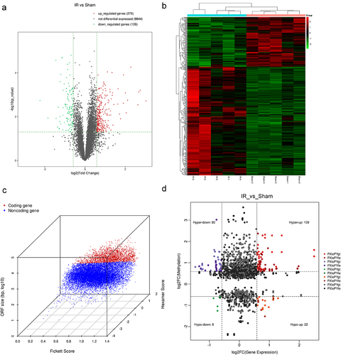 Figure 5. Analysis of RNA-sequencing data of hepatic IRI in mice. (a) Volcano plots showing differentially expressed genes in hepatic IR groups compared with sham groups (log2FC ≥ 0.585/log2FC ≤ −0.585 and p ≤ 0.05). (b) Heatmap plots showing the differentially expressed genes in the hepatic IR and sham groups. (c) Three-dimensions scatter graph showing the predicted new transcripts by coding potential assessing tool. (d) Four-quadrant graph exhibiting the distribution of mRnas with significant alterations in both m6A-modified level and corresponding mRNA expression between the IR and sham groups (|log2 FC| > 1.5, p < 0.05).